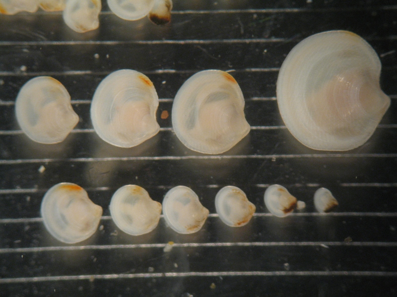 Giovani di Lucinella divaricata?